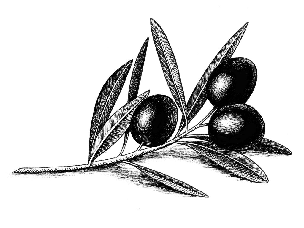 molino illu ovienzweig 01